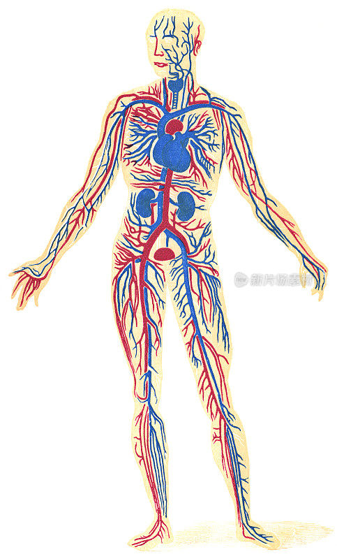 人体循环系统解剖的医学插图- 19世纪
